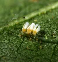 The Whitefly, <em>Bemisia tabaci</em> (2 of 2)