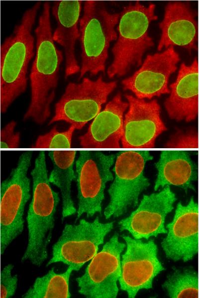 Quantum Dots