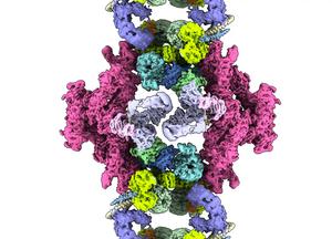 Protein components of the cytoplasmic lattice