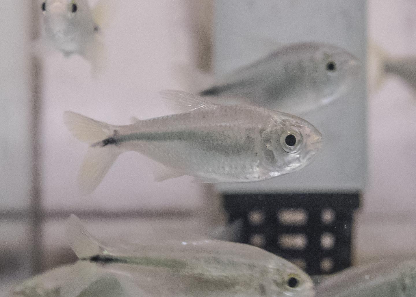 University of Cincinnati Genetics Research