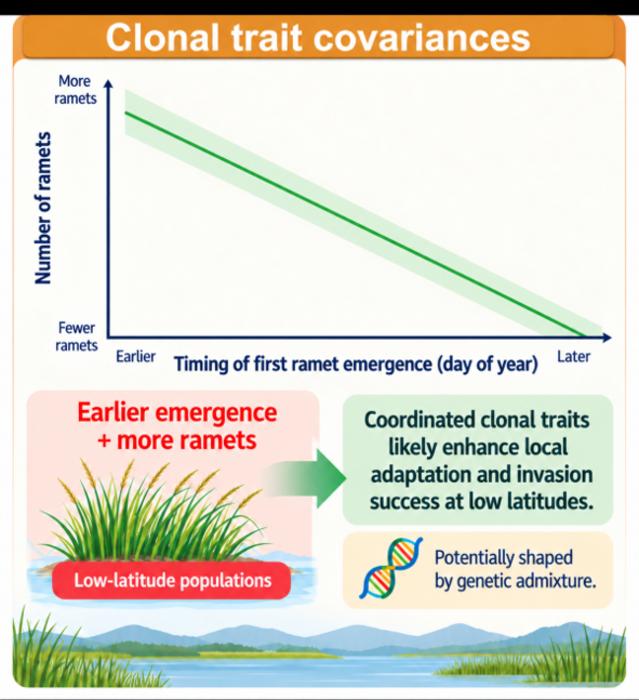 Trait covariance supports low-latitude adaptation of Spartina alterniflora in China