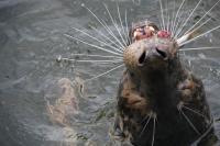 Great Seal Eating Herring