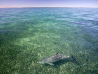Three Dolphins Over Seagrass