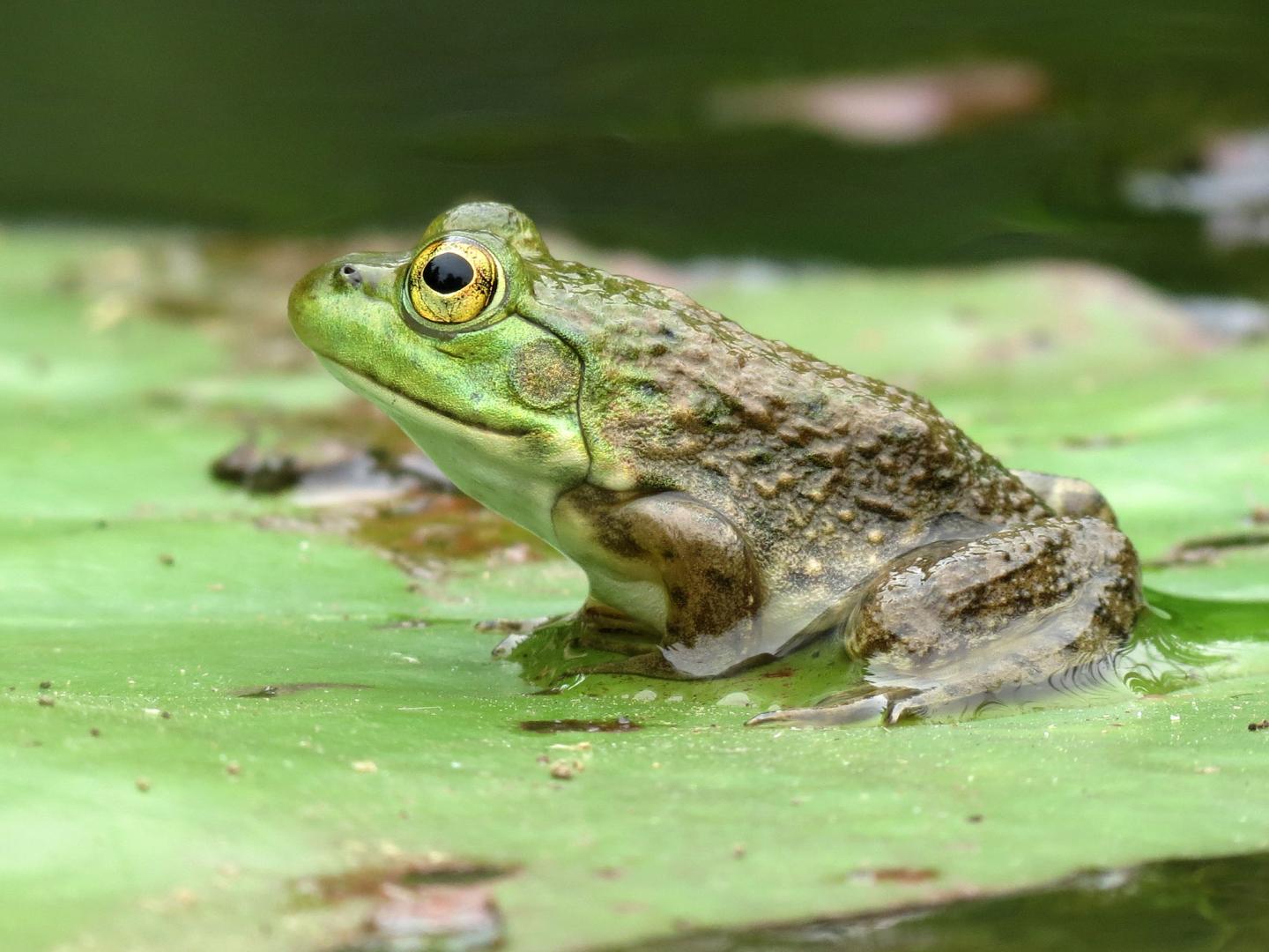 American Bullfrog (<i>Rana catesbeiana</i>)