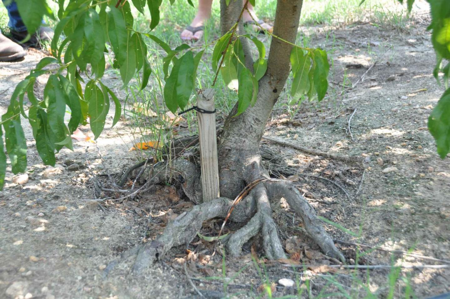 Peach Tree In Engineered Berm