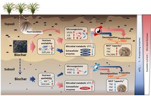 Depth-dependent microbial necromass carbon accumulation responses to long-term biochar amendment in croplands