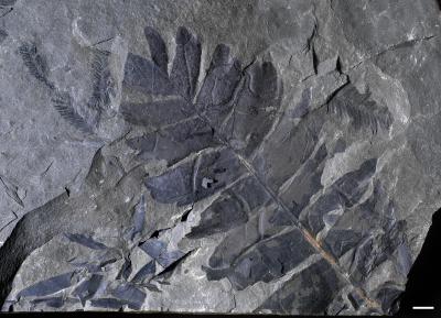 Plant Fossils Shed Light on Mass Extinction Event (2 of 3)