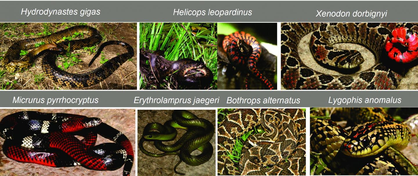 Snake Species