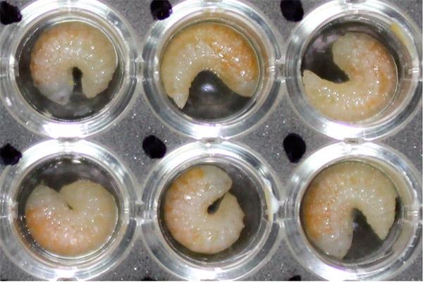 Bee Larvae
