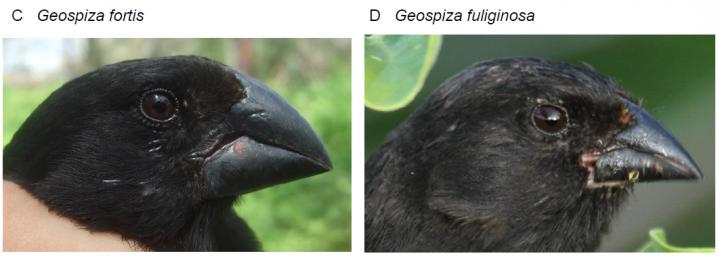 Darwin's Finches