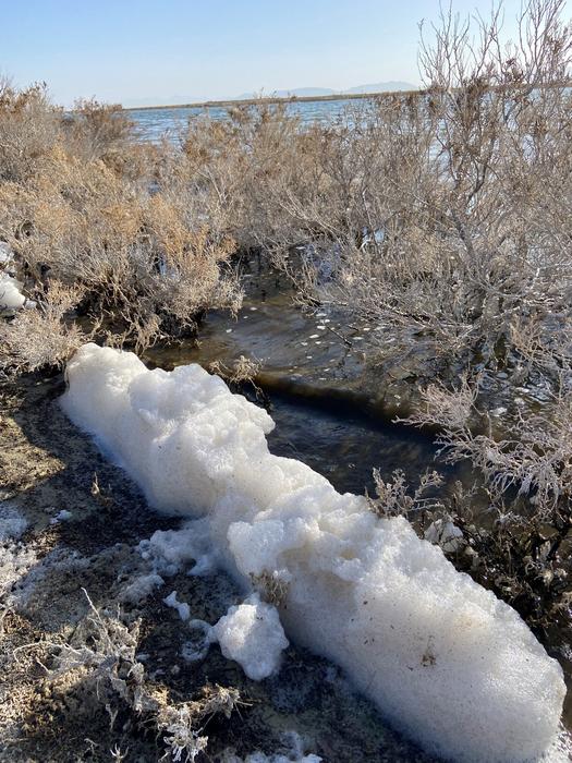 Foam at water edge