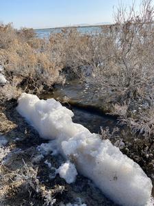 Foam at water edge