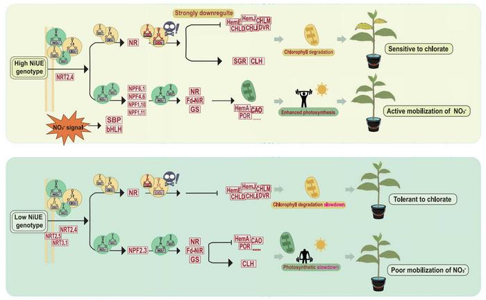 A proposed model for transport and remobilization of nitrate and chlorate in tea plant.