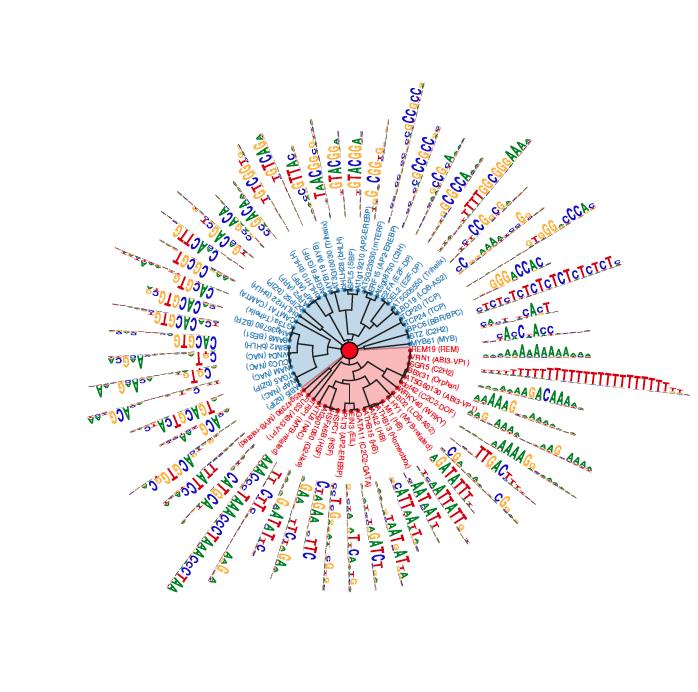 Salk Researchers Chart Landscape of Genetic and Epigenetic Regulation in Plants