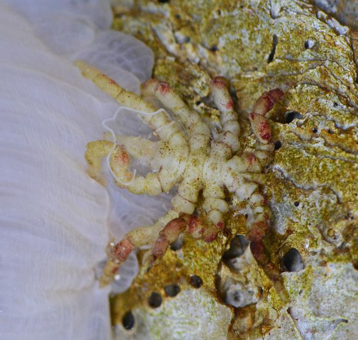 Fig. 2: Pycnogonum litorale, adult female feeding on a sea anemone.