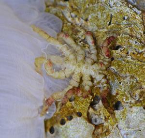 Fig. 2: Pycnogonum litorale, adult female feeding on a sea anemone.