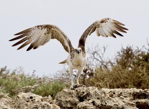 Osprey