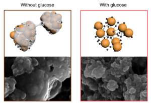 Role of glucose
