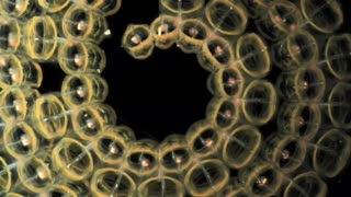 Observing Salps