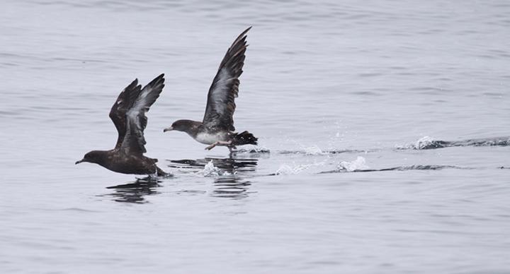 SF State Research Could Improve Conservation in Regional Marine Sanctuaries