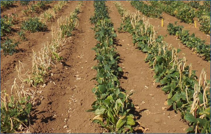 Cowpea Test Field