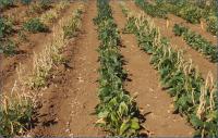 Cowpea Test Field