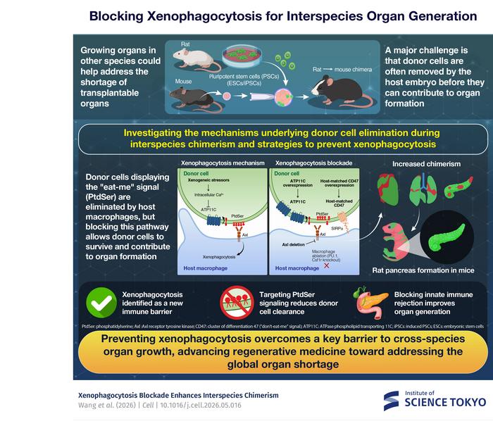 Blocking Xenophagocytosis for Interspecies Organ Generation