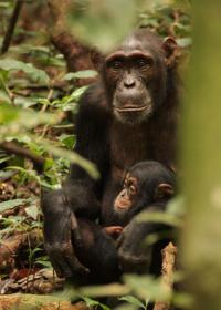 Chimps