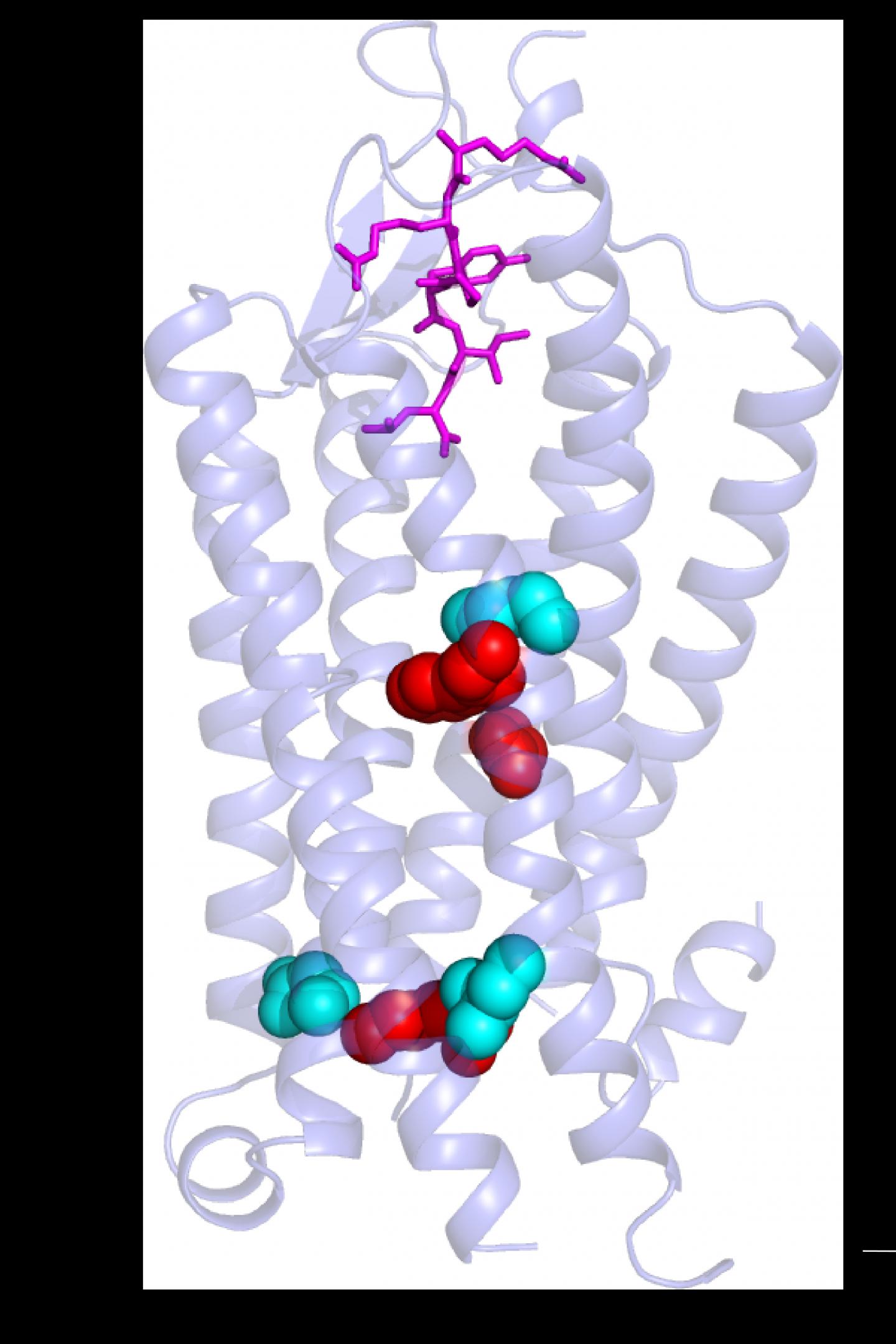Crystal Clear Hormone Receptors