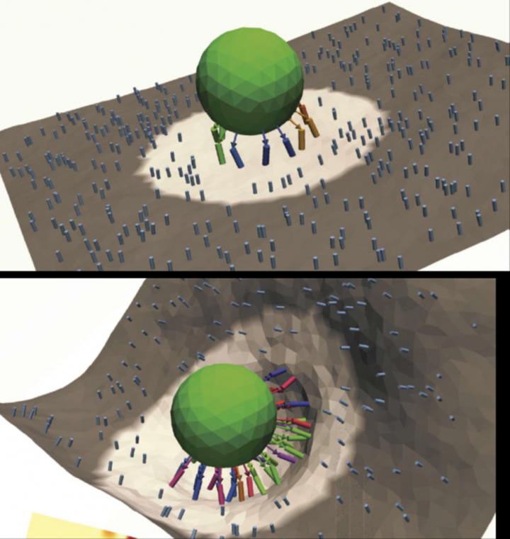 Nanocarrier Binding