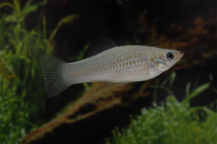 Amazon Molly
