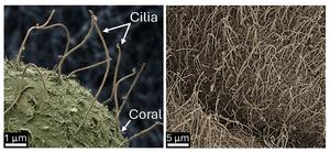Cilia