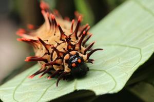Caterpillar