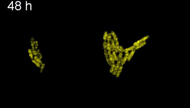 Cyanobacteria Displaying Their Circadian Rhythm