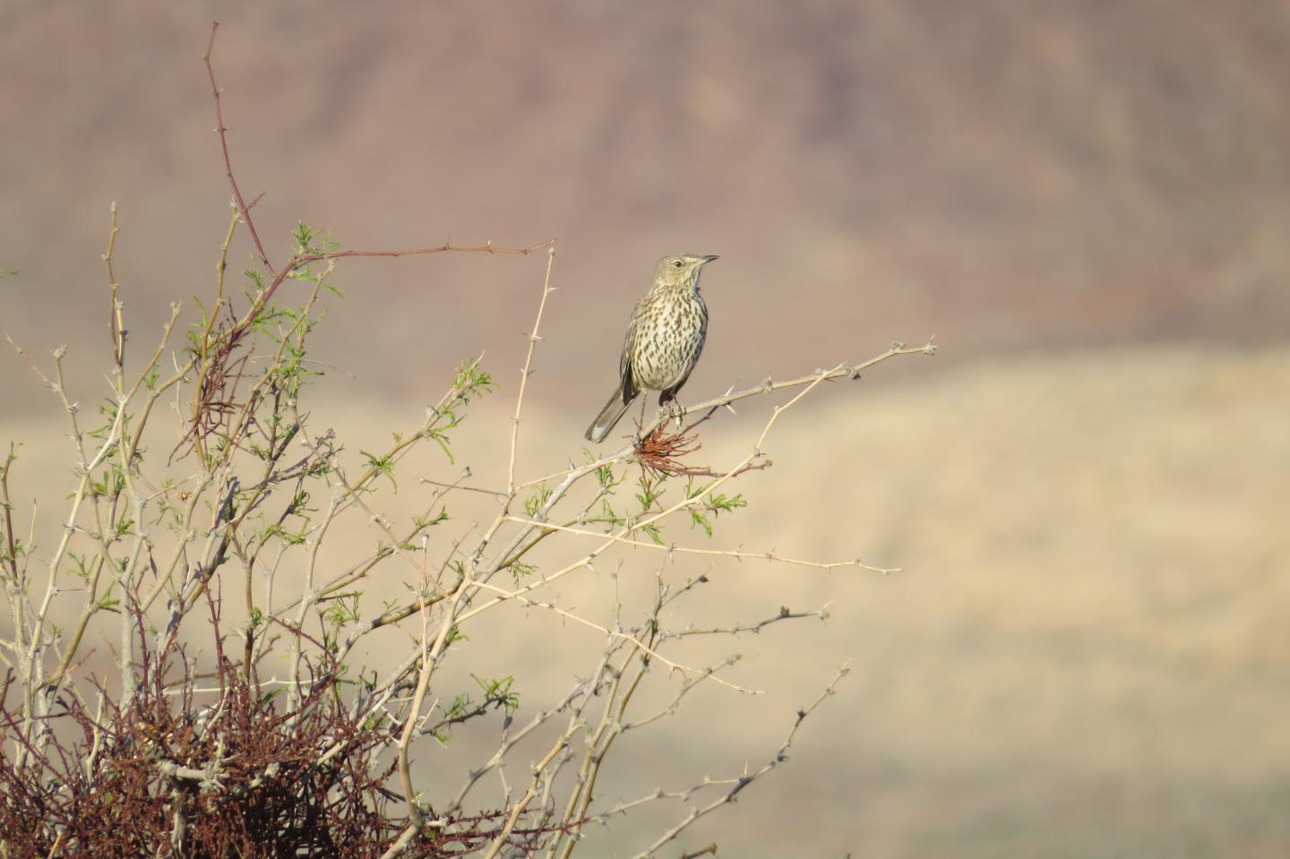 Sage Thrasher in the Mojave Desert