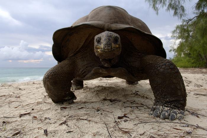 Giant tortoise