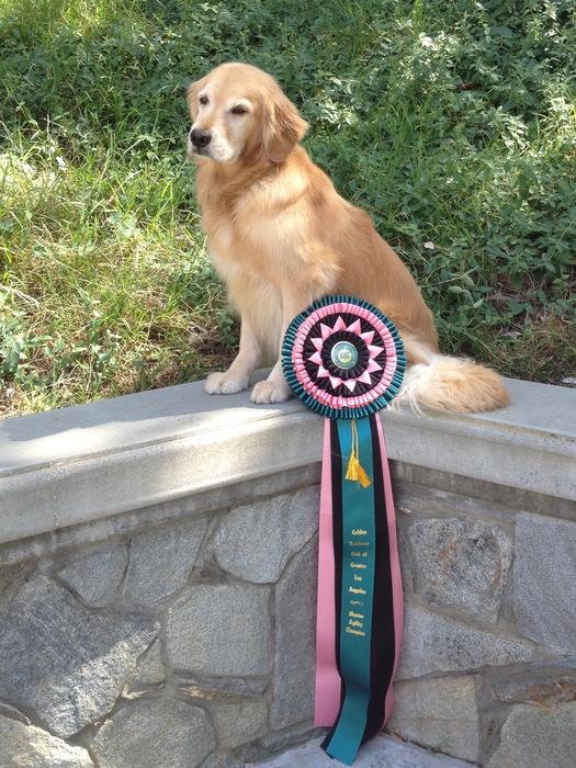 Prize-winning golden retriever