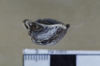 Vestigial Bony Tooth Sockets on the Occlusal Margin of <i>Caenagnathasia sp.</i> Jaw Bone