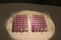 Test Tubes