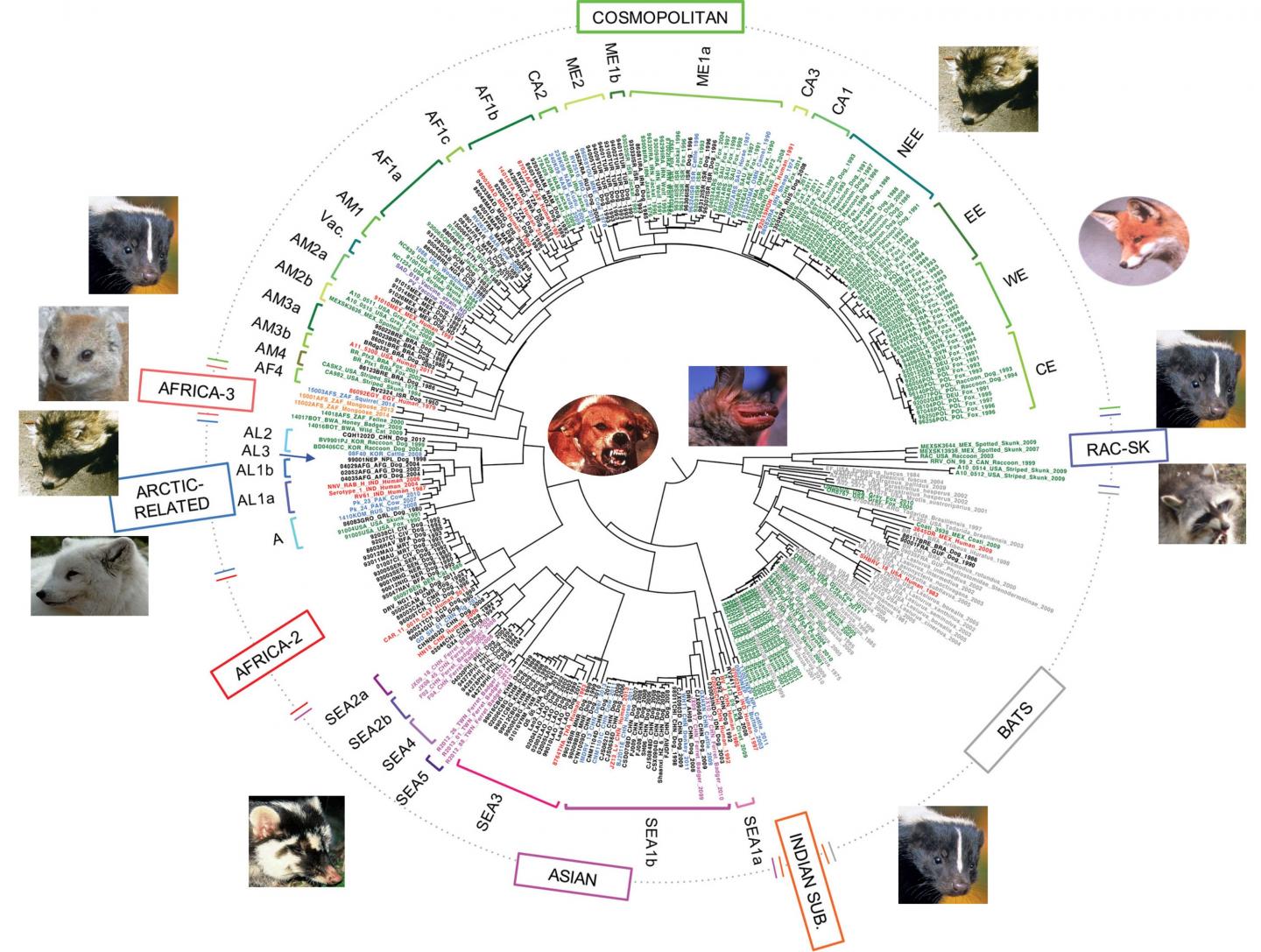 Two Major Groups of Rabies Virus Display Distinct Evolutionary Trends