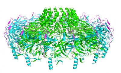 Membrane
