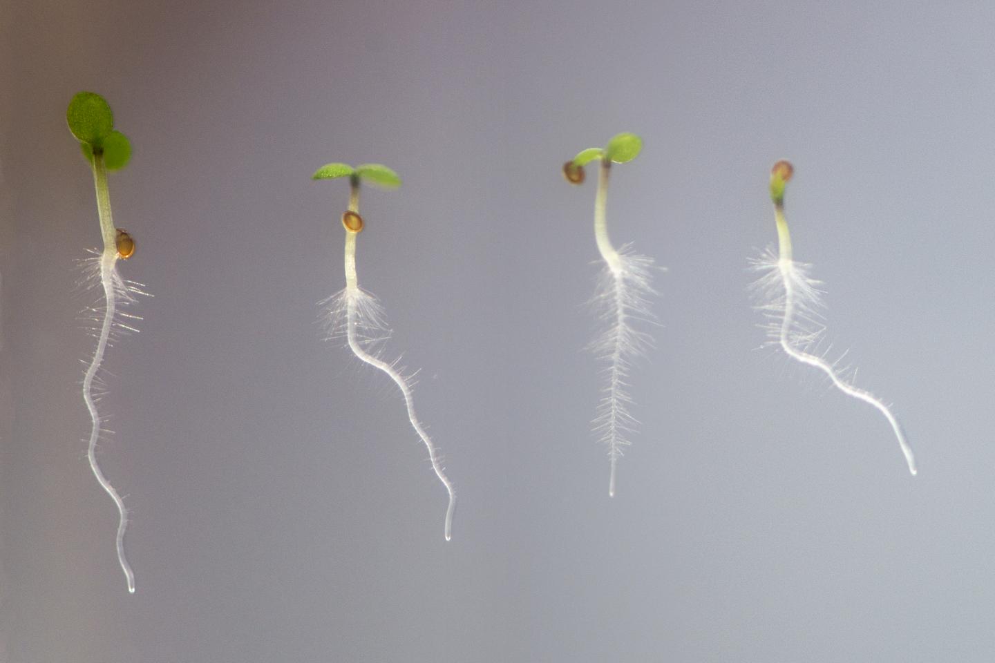 Seedlings of Thale Cress II