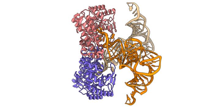 cryo-EM of E. coli TGT enzyme