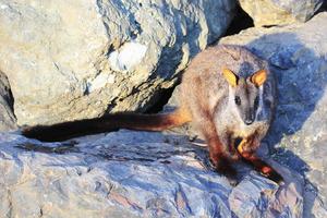 Brush-tailed rock-wallaby