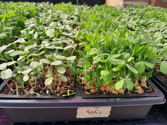 Microgreens