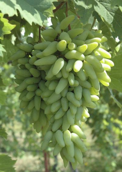 Grape Shapes