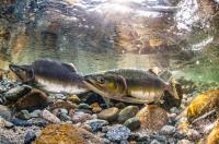 Pink Salmon
