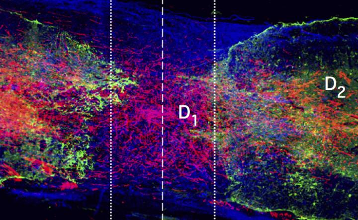 Regrowing Lost Spinal Cord Connections