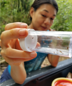 Collecting insects