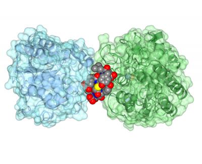 Ipglycermide